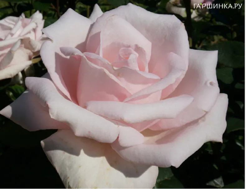 Роза Мархенконигин чайно-гибридная, Топалович (лиц)