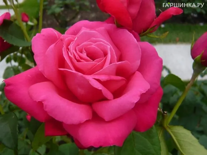 Роза Мария Каллас чайно-гибридная, Топалович (лиц)