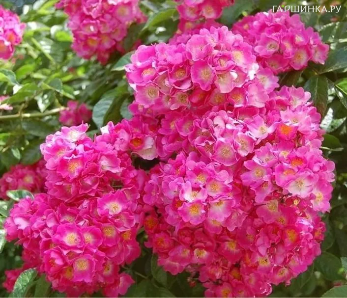 Роза Мария Лиза мускусная, Ленс (лиц)