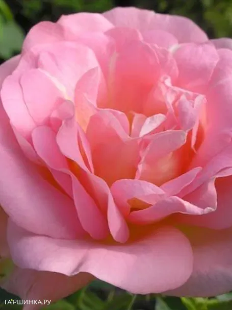 Роза Мари Викторин канадская парковая (лиц)