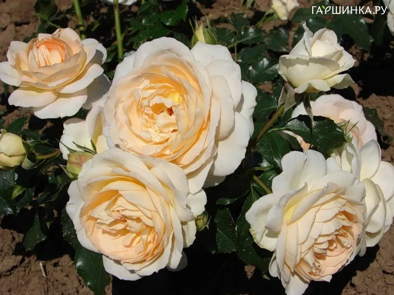Роза Эмпресс флорибунда, Imperial Rose