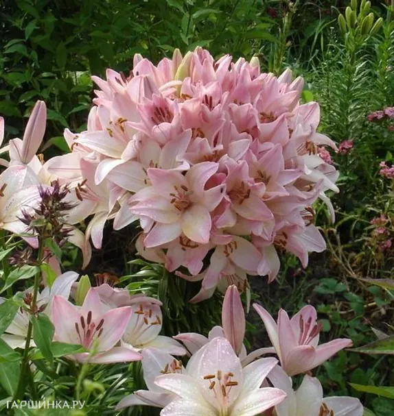 Лилия Марлен азиатская 2 шт розовая