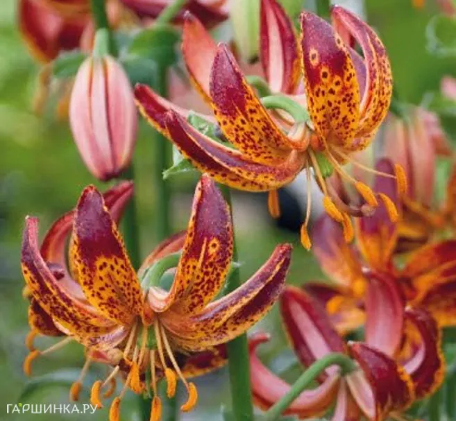 Лилия Маруун Кинг кудреватая/ 2шт