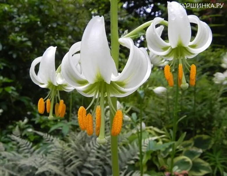 Лилия Мартагон Альбум кудреватая/ 2шт