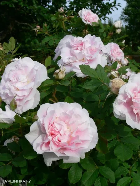 Роза Мартин Фробишер канадская парковая (лиц)