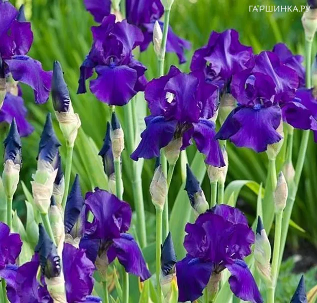 Ирис бородатый Матината