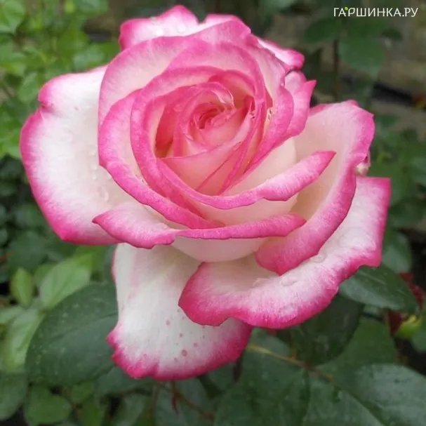 Роза Максим чайно-гибридная Imperial Rose