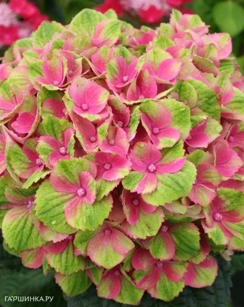 Гортензия крупнолистная Аметист