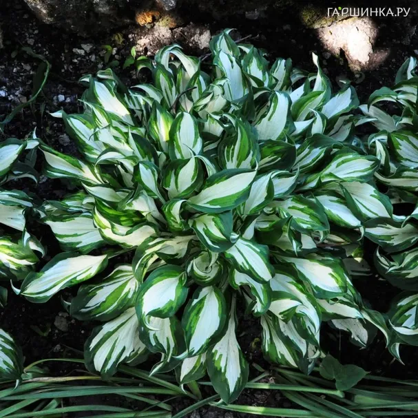 Хоста Медиовариегата волнистая (М)
