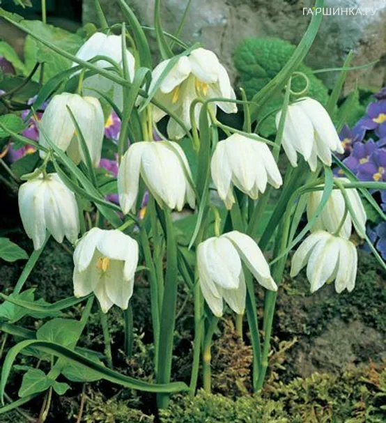 Рябчик шахматный Мелеагрис Альба