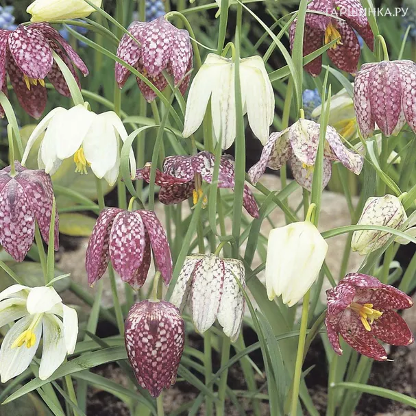 Рябчик шахматный Мелеагрис Микс 10шт.