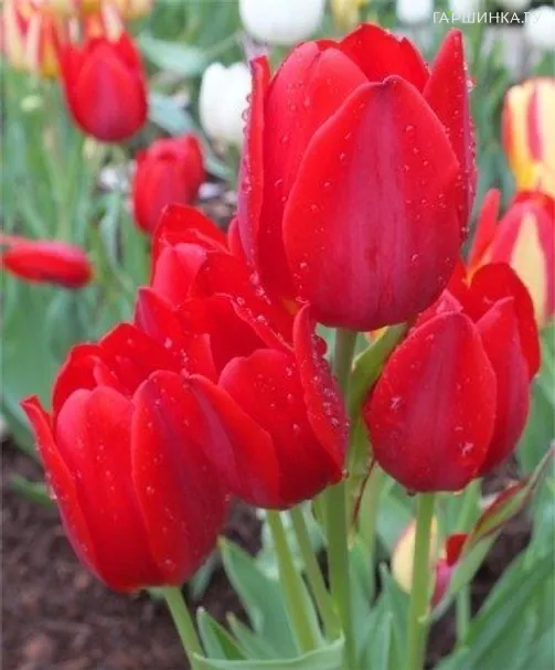 Тюльпан Мерри Гоу Раунд многоцветковый 5шт.