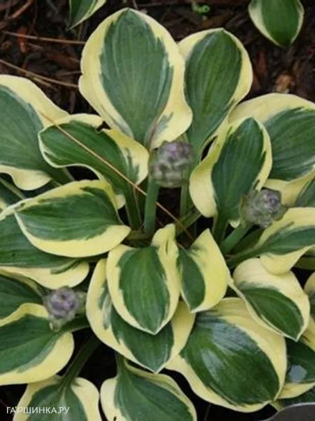 Хоста Майти Маус (S)