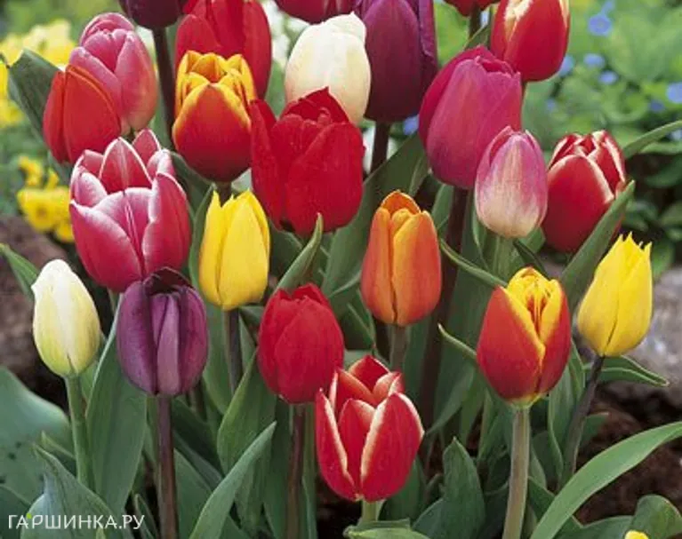 Тюльпан Триумф МИКС 10шт/уп