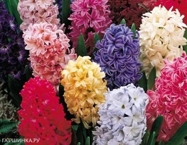 Гиацинт Микс 3 шт