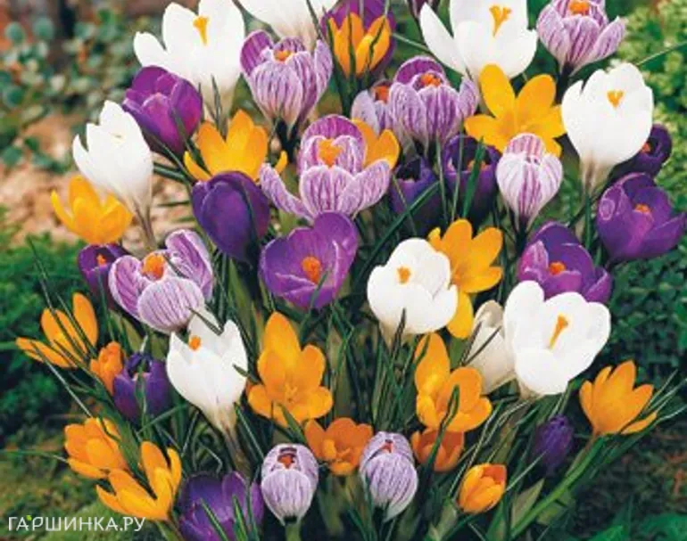 Крокус крупноцветковый Микс 10 шт