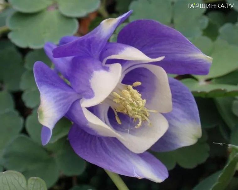 Аквилегия вееровидная Министар