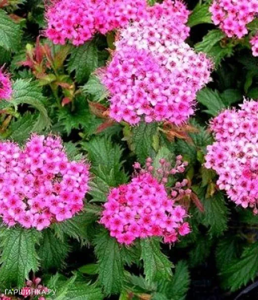 Спирея Криспа