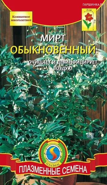Мирт обыкновенный