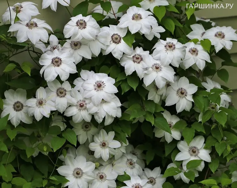 Клематис Мисс Бейтман крупноцветковый (2)