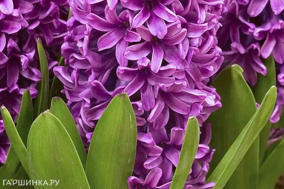 Гиацинт Мисс Сайгон 3шт