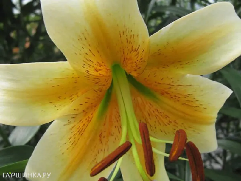 Лилия Мистер Кас ОТ-гибрид