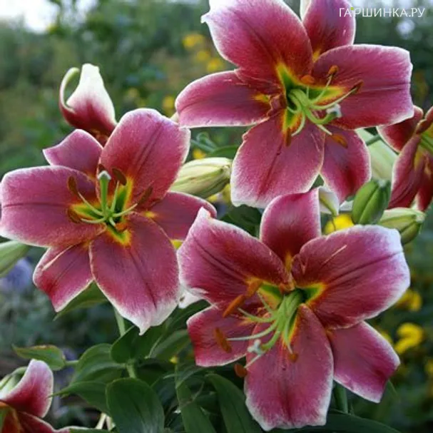 Лилия Мистер Джоб ОТ-гибрид/2шт