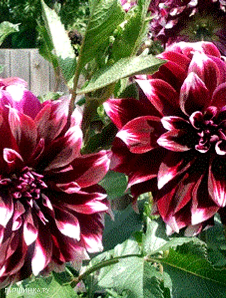 Георгина Мистери Дей декоративная