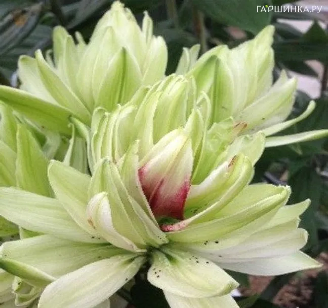 Лилия Мистери Дрим азиатская махровая 1шт