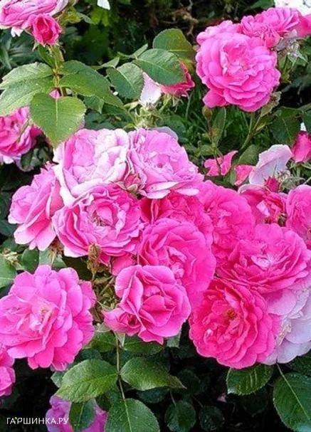 Роза Морден Сентенниал канадская парковая (лиц)