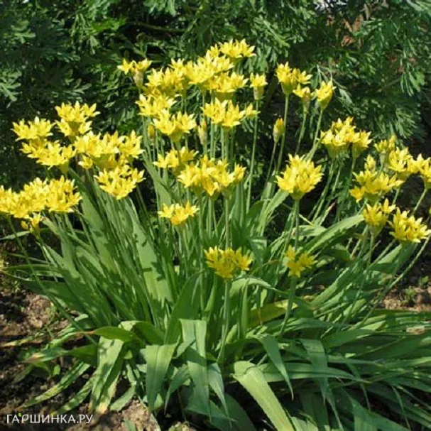 Лук декоративный Молли 20 шт