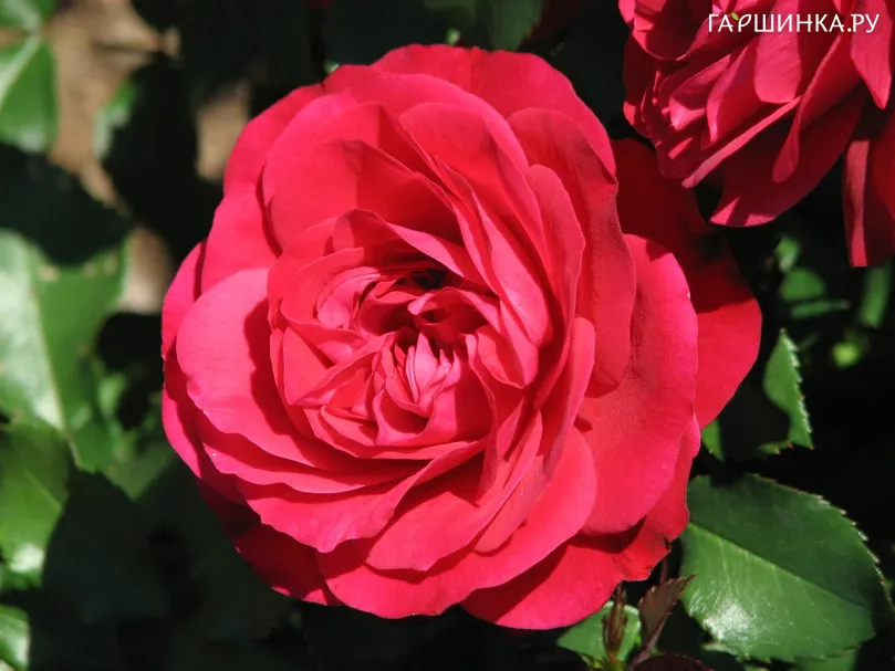 Роза Мона Лиза флорибунда, Top Roses