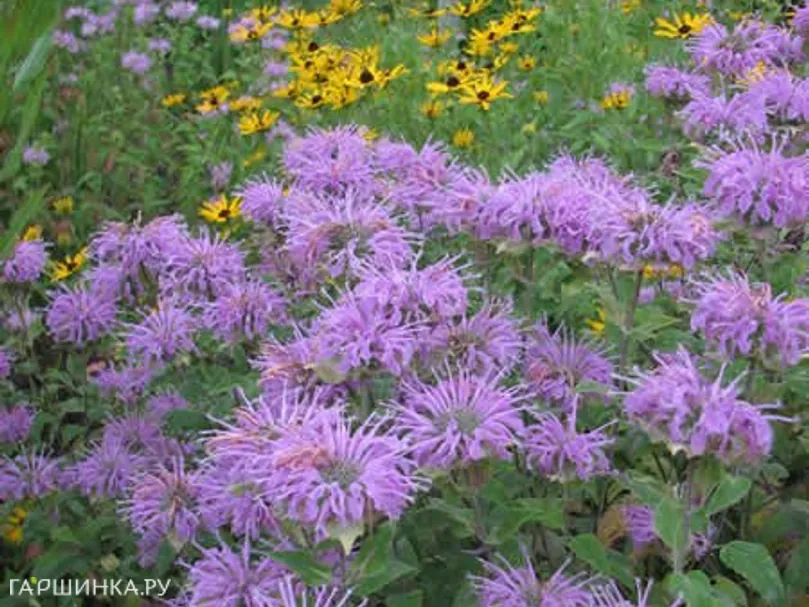 Монарда дудчатая Тетраплоид