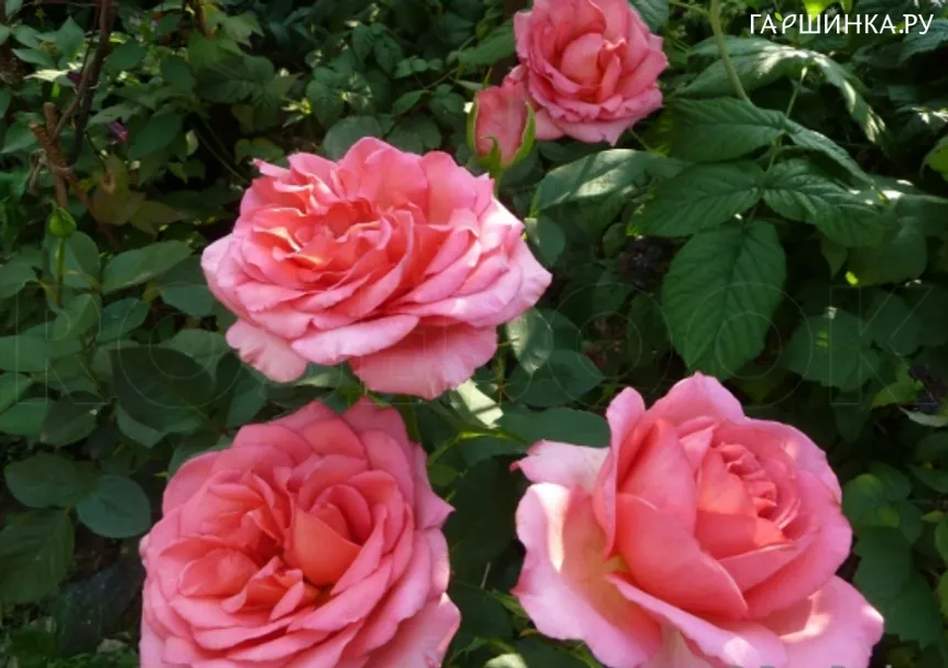 Роза Мондиаль чайно-гибридная, Imperial Rose