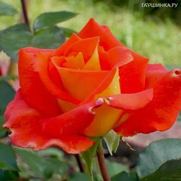 Роза Моника чайно-гибридная, Топалович (лиц)