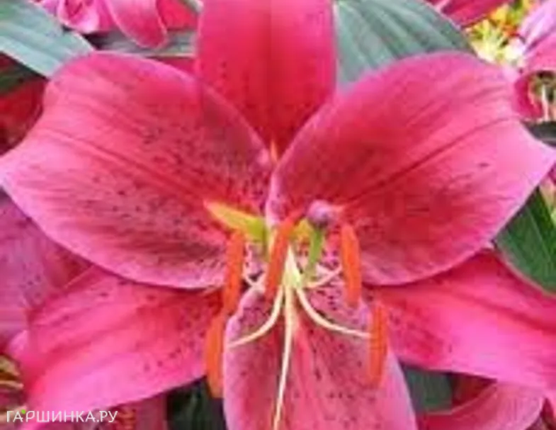 Лилия Монтезума восточная/2шт