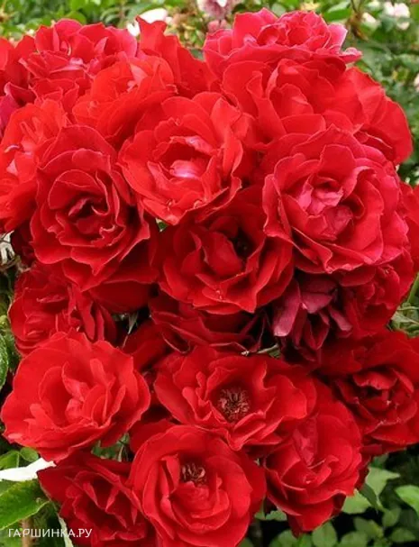 Роза Хоуп фо Хьюманити канадская парковая (лиц)