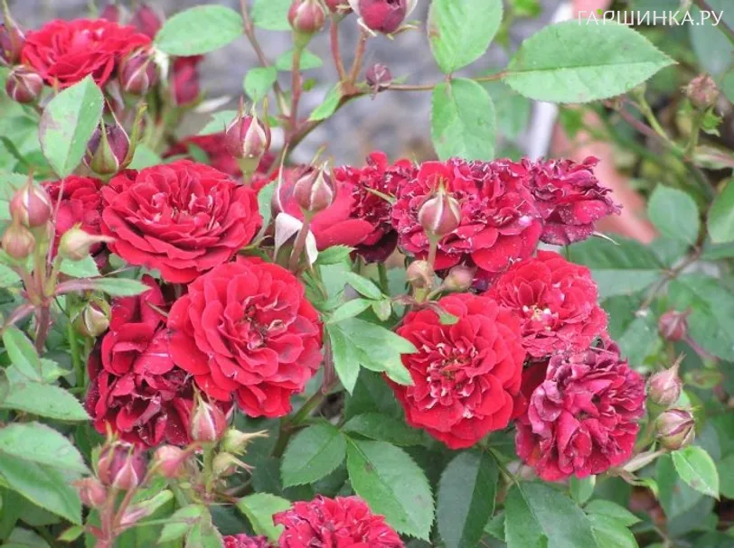 Роза Морден Аморетт канадская парковая (лиц)