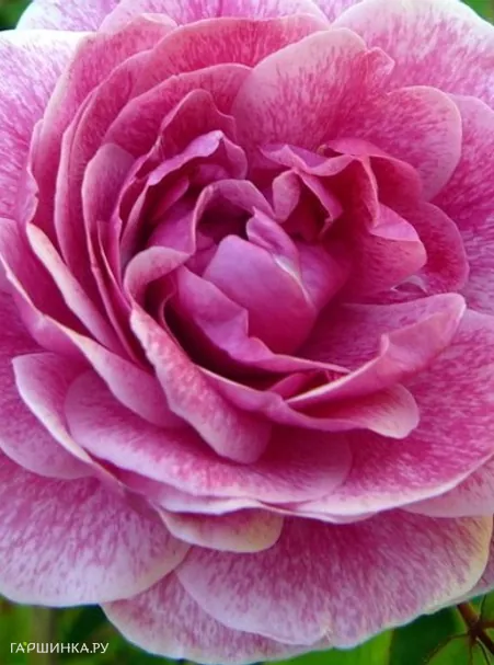 Роза Морден Руби канадская парковая (лиц)