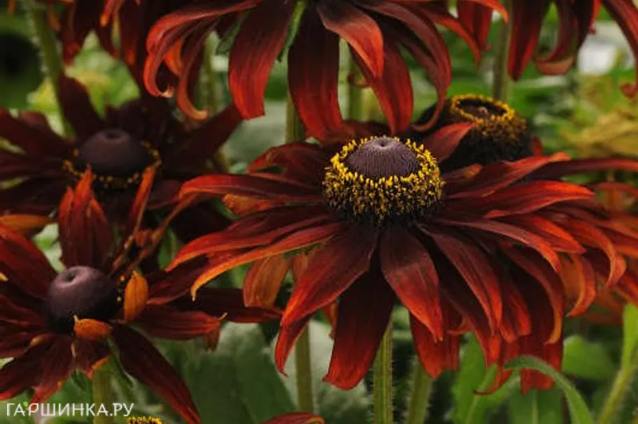 Рудбекия Морено