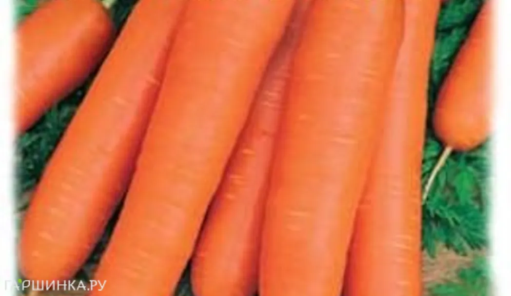 Морковь Витаминная 6 ХИТх3