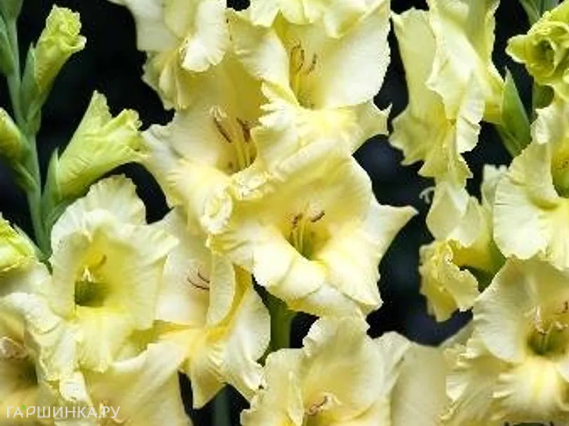 Гладиолус Деббиан 7шт.