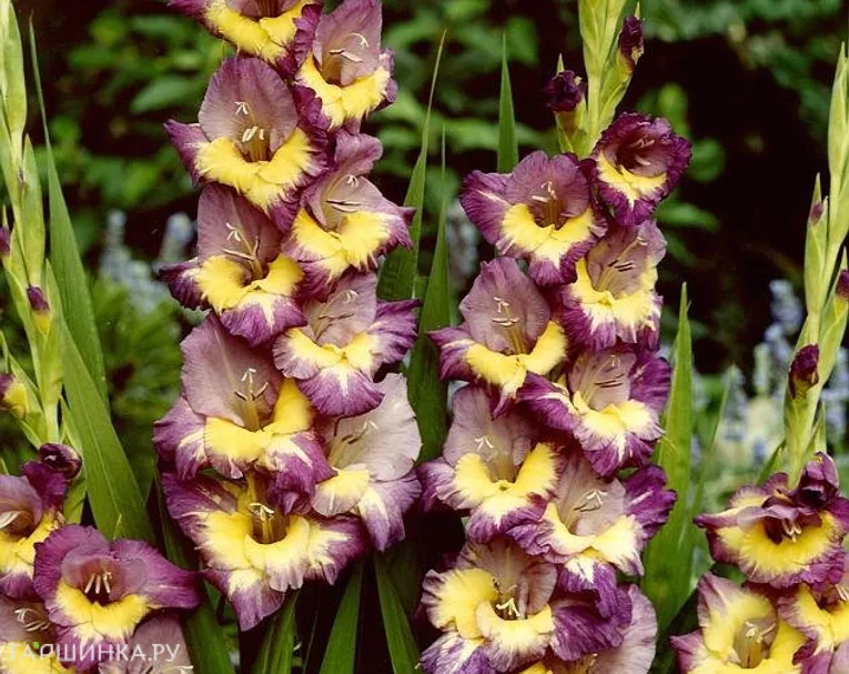 Гладиолус Динамит 5 шт