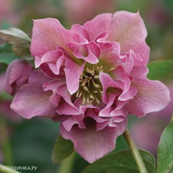 Морозник махровый Дабл Эллен Пинк