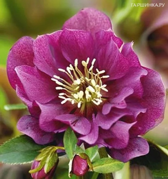 Морозник махровый Эллен Ред