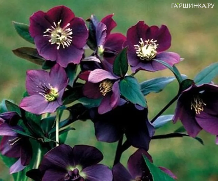 Морозник Металлик Блу Леди