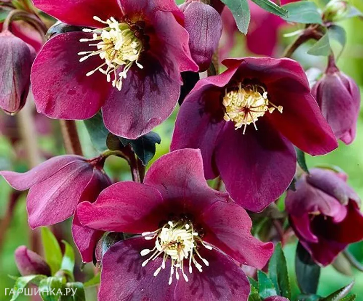 Морозник восточный Ред Леди