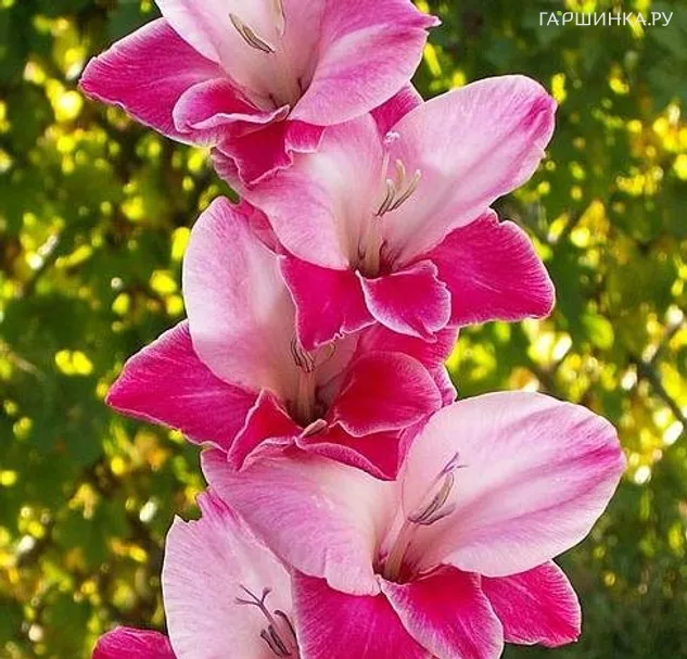 Гладиолус Морская раковина 2шт