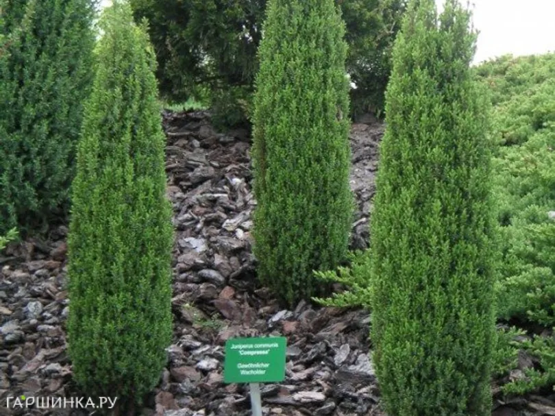 Можжевельник обыкновенный Компресса