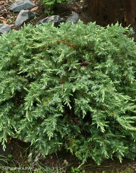 Можжевельник прибрежный Шлягер